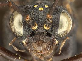   Lagium atroviolaceum nbsp;female face; photo by Q. Baine, WSDA 
