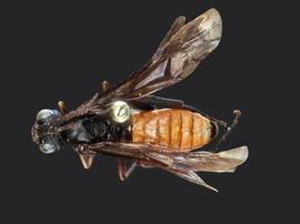   Lagium atroviolaceum nbsp;male dorsal habitus; photo by J. Orr, WSDA 
