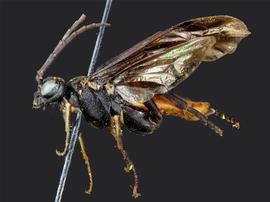   Lagium atroviolaceum nbsp;male lateral habitus; photo by J. Orr, WSDA 
