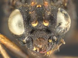   Lagium atroviolaceum nbsp;male face; photo by Q. Baine, WSDA 
