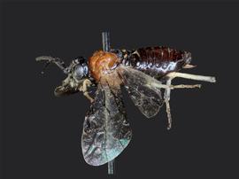   Lagonis nevadensis nbsp;female lateral habitus; photo by J. Orr, WSDA 
