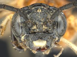   Lagonis nevadensis nbsp;female face; photo by Q. Baine, WSDA 
