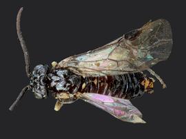   Lagonis nevadensis nbsp;male dorsal habitus; photo by J. Orr, WSDA 
