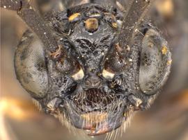   Lagonis nevadensis nbsp;male face; photo by Q. Baine, WSDA 
