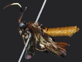   Leucopelmonus annulicornisnbsp; female lateral habitus; photo by J. Orr, WSDA 
