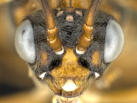   Leucopelmonus annulicornisnbsp; female face; photo by Q. Baine, WSDA 
