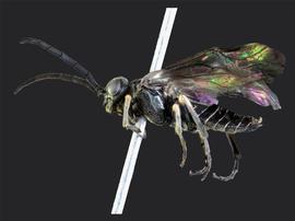   Lycaota janetaenbsp; male lateral habitus; photo by J. Orr, WSDA 
