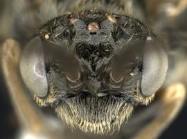   Lycaota janetaenbsp; male face; photo by Q. Baine, WSDA 
