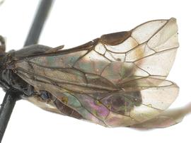   Lycaota janetaenbsp; fore wing; photo by J. Orr, WSDA 
