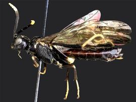   Macremphytus tarsatusnbsp; female lateral habitus; photo by J. Orr, WSDA 
