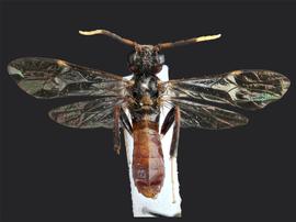   Macremphytus lovettinbsp; male dorsal habitus; photo by J. Orr, WSDA 
