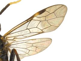   Macremphytus lovettinbsp; wings; photo by P. Jones, WSDA 
