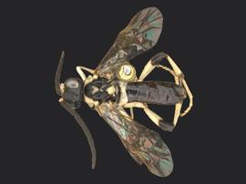   Macrophya  sp. male dorsal habitus; photo by Q. Baine, WSDA 
