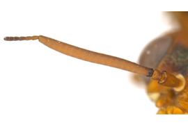   Macroxyela ferruginia  female antenna; photo by Q. Baine, WSDA 
