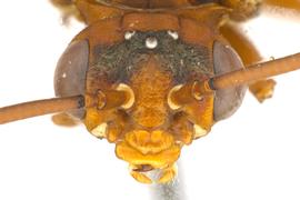   Macroxyela ferruginia  female face; photo by Q. Baine, WSDA 
