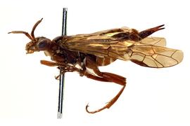   Macroxyela ferruginia  female lateral habitus; photo by J. Orr, WSDA 
