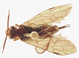   Macroxyela ferruginia  female dorsal habitus; photo by J. Orr, WSDA 
