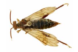   Megaxyela major  female dorsal habitus; photo by J. Orr, WSDA 
