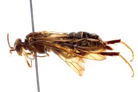   Megaxyela major  female lateral habitus; photo by J. Orr, WSDA 
