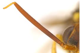   Megaxyela major  female antenna; photo by Q. Baine, WSDA 
