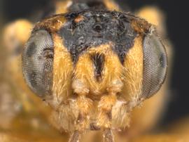   Fenusella populifoliella nbsp;male face; photo by Q. Baine, WSDA 
