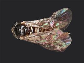   Metallus capitalisnbsp; female dorsal habitus; photo by J. Orr, WSDA 
