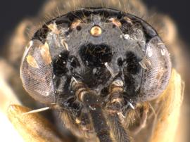   Metallus capitalisnbsp; female face; photo by Q. Baine, WSDA 
