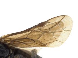   Monardis pullanbsp; fore wing; photo by J. Orr, WSDA 
