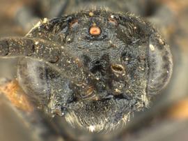   Monardis pullanbsp; male face; photo by Q. Baine, WSDA 
