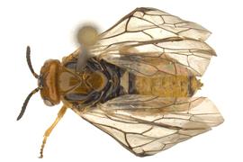   Monoctenus  sp. female dorsal habitus; photo by Q. Baine, WSDA 
