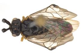   Monoctenus  sp. male dorsal habitus; photo by Q. Baine, WSDA 
