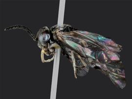   Monophadnoides rubinbsp; male lateral habitus; photo by J. Orr, WSDA 
