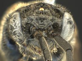   Monophadnoides rubinbsp; male face; photo by Q. Baine, WSDA 
