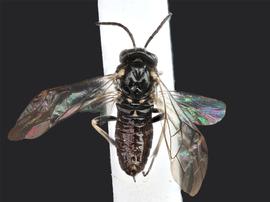   Monophadnoides rubinbsp; female dorsal habitus; photo by J. Orr, WSDA 
