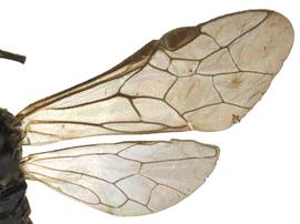   Monophadnoides rubinbsp; wings; photo by P. Jones, WSDA 
