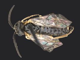   Monophadnoides  sp. male dorsal habitus; photo by Q. Baine, WSDA 
