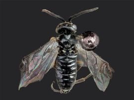   Monophadnus contortusnbsp; ?male dorsal habitus; photo by J. Orr, WSDA 
