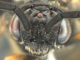  Monophadnus contortusnbsp; ?male face; photo by Q. Baine, WSDA 
