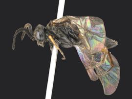   Monophadnus contortusnbsp; ?male lateral habitus; photo by Q. Baine, WSDA 
