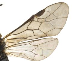   Monophadnus contortusnbsp; wings; photo by P. Jones, WSDA 
