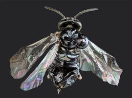   Monophadnus pallescensnbsp; ?female dorsal habitus; photo by J. Orr, WSDA 
