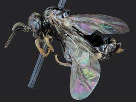   Monophadnus pallescens  female lateral habitus; photo by J. Orr, WSDA 
