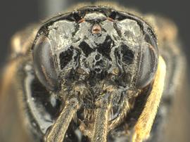   Monophadnus pallescensnbsp; ?female face; photo by Q. Baine, WSDA 
