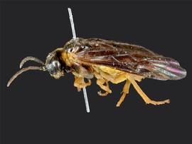   Monostegia abdominalisnbsp; fe?male lateral habitus; photo by J. Orr, WSDA 
