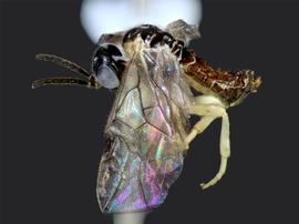   Nefusa ambigua  female lateral habitus; photo by J. Orr, WSDA 
