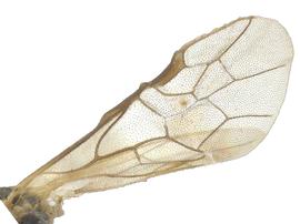   Nefusa ambigua  fore wing; photo by J. Orr, WSDA 
