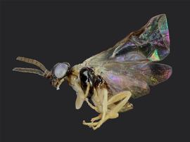   Nefusa ambigua  male lateral habitus; photo by J. Orr, WSDA 
