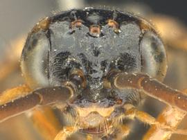   Nematinus luteus nbsp;male face; photo by Q. Baine, WSDA 
