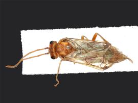   Nematinus acuminatus nbsp;female dorsal habitus; photo by J. Orr, WSDA 
