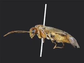   Nematinus acuminatus  female lateral habitus; photo by J. Orr, WSDA 
